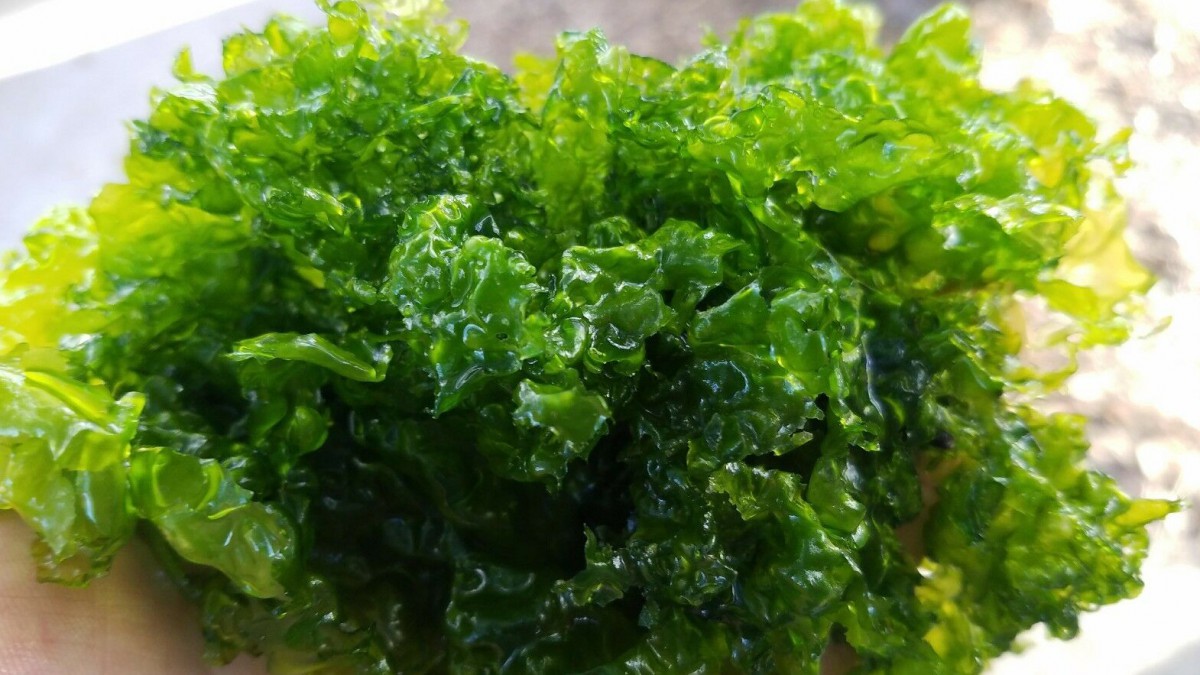Seaweed as fertilizer and biostimulant