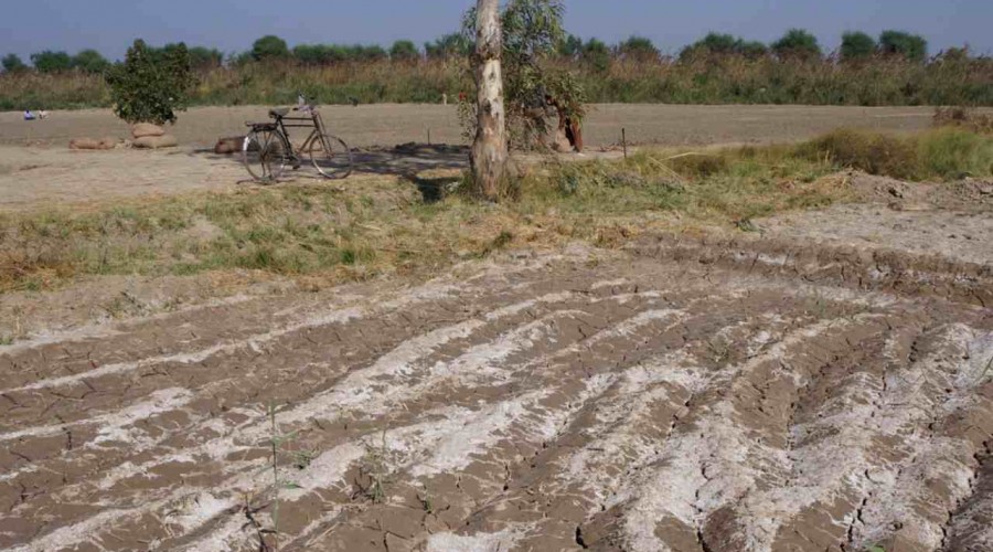 Rising sea levels affect arable farmland