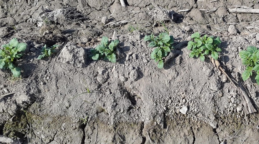 low yield due to soil salinity