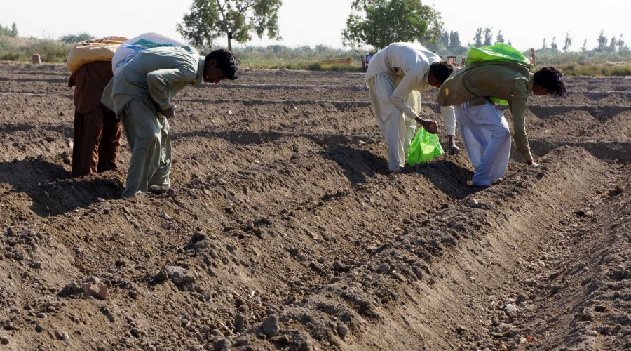 saline agriculture pakistan
